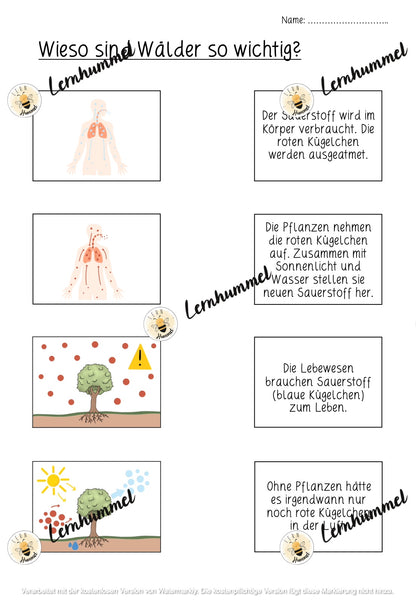 Übungsblätter Fotosynthese