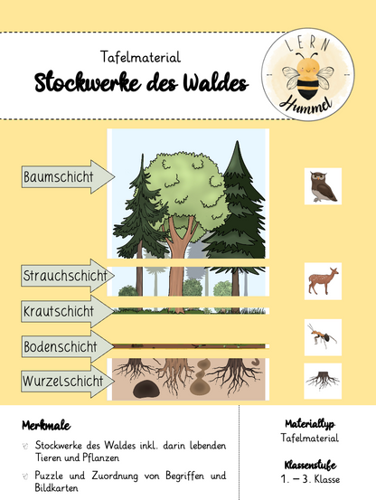 Tafelmaterial Stockwerke des Waldes